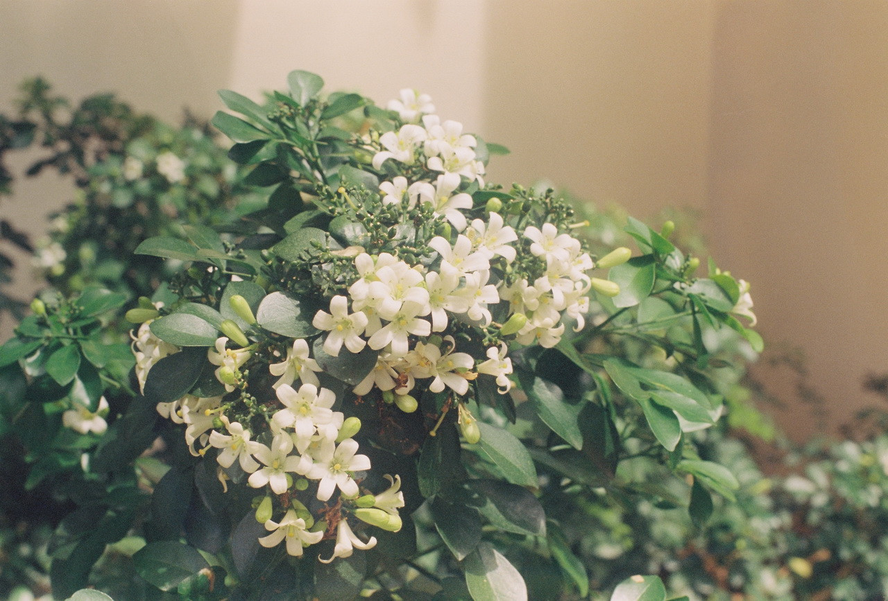 Vision3-250D-Spot-53