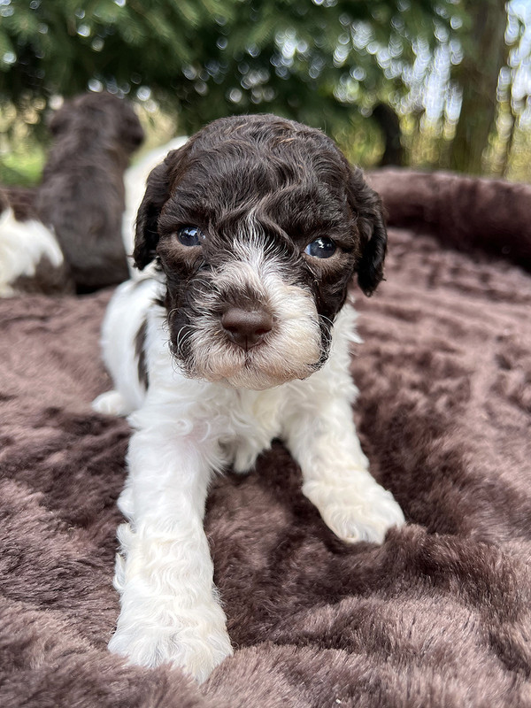 Lagotto Romagnolo female puppy for sale – Ideal Dale Era – 27 days old – photo 2