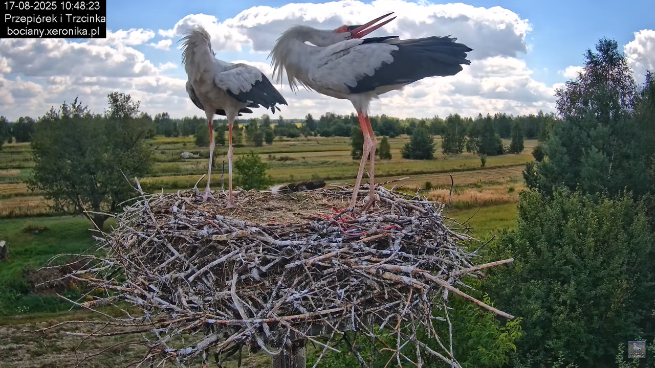 17082025bociany26