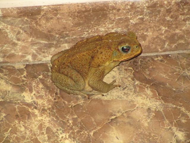 COSTA RICA 2012 (Luna de miel) - Blogs de Costa Rica - DÍA 10:  GUANACASTE (5)