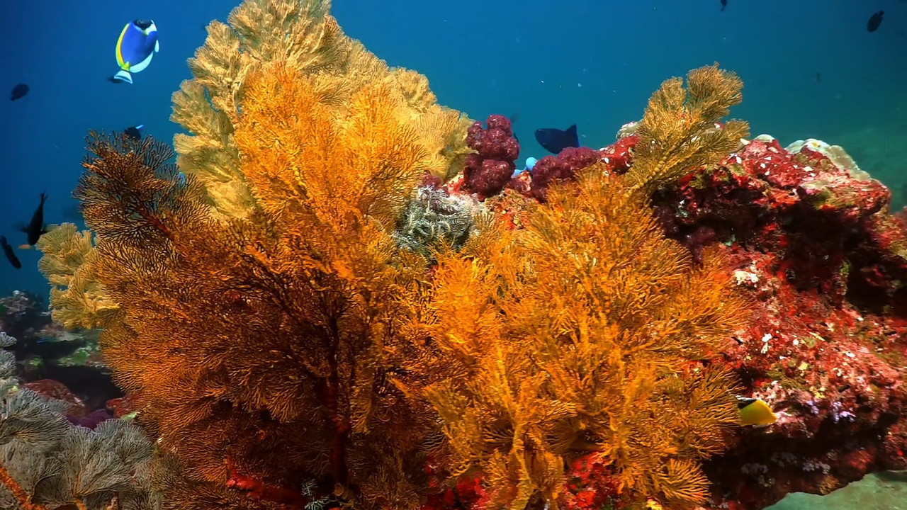 [HR] Thailand - Earth's Tropical Paradise S01E01 [BBC Two 1080p x265]_11