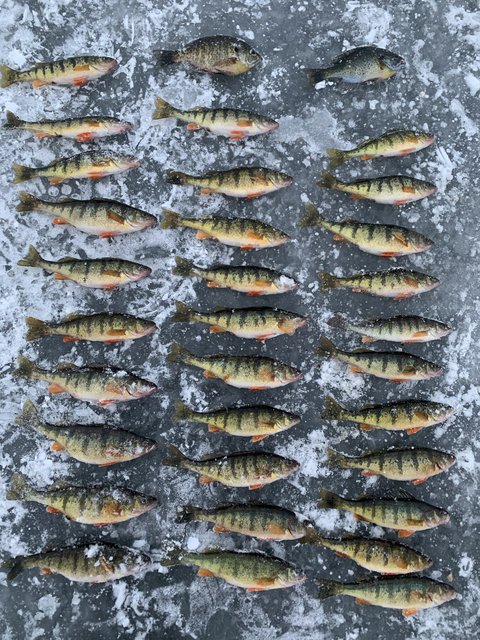 fish