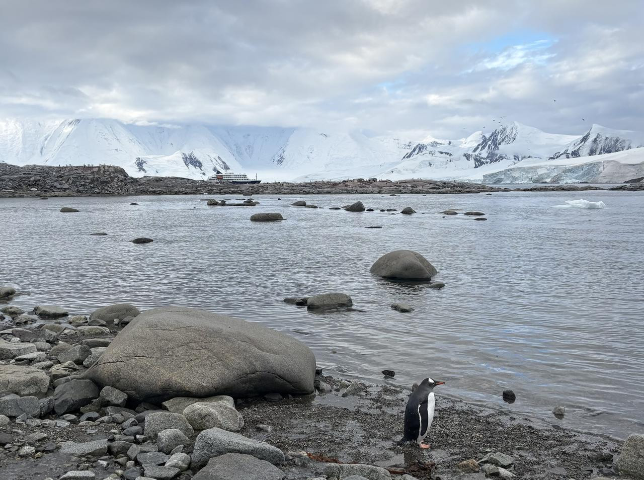 Día 4 (II). Canal Neumayer y Damoy Point - Antártida: Rumbo al Continente Blanco (8)