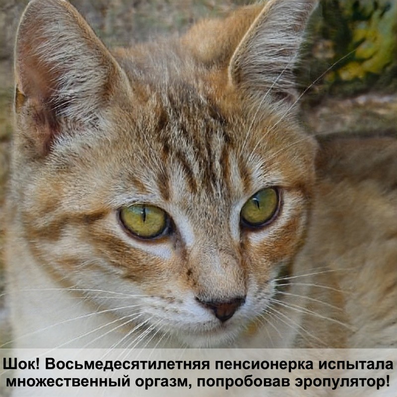 корм гепатик для кошек