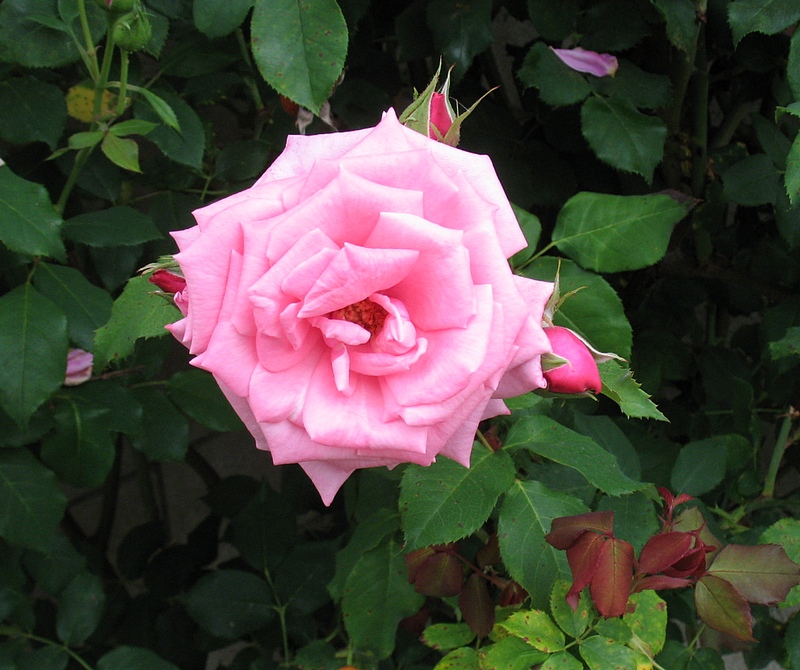 pink-rose-3-small-JPG.jpg