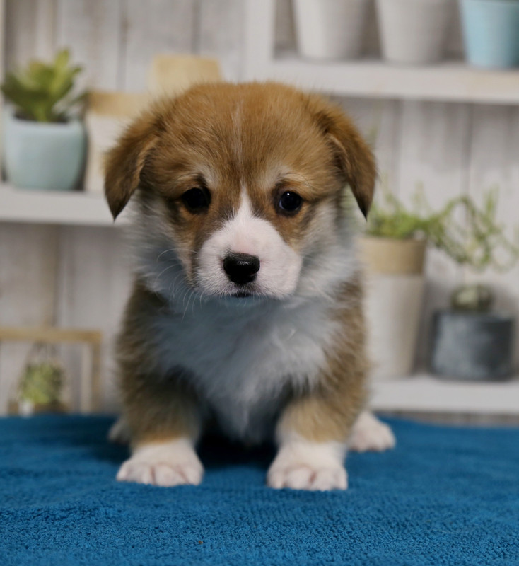 fuo7Sjph2-ho82Rwtt5zS3d4yMW1neY9B-xOBmtKHW-Db7lWzO5pAxy1__zZhp2mjfQUbZPL2v4yUwi7qDw8zpNc