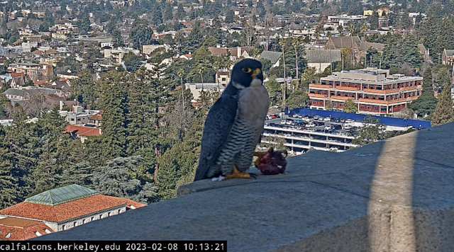 Berkeley Cal Falcons Przechwytywanie-w-trybie-pe-noekranowym-08-02-2023-191350