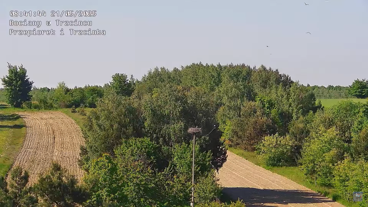21052025bociany10