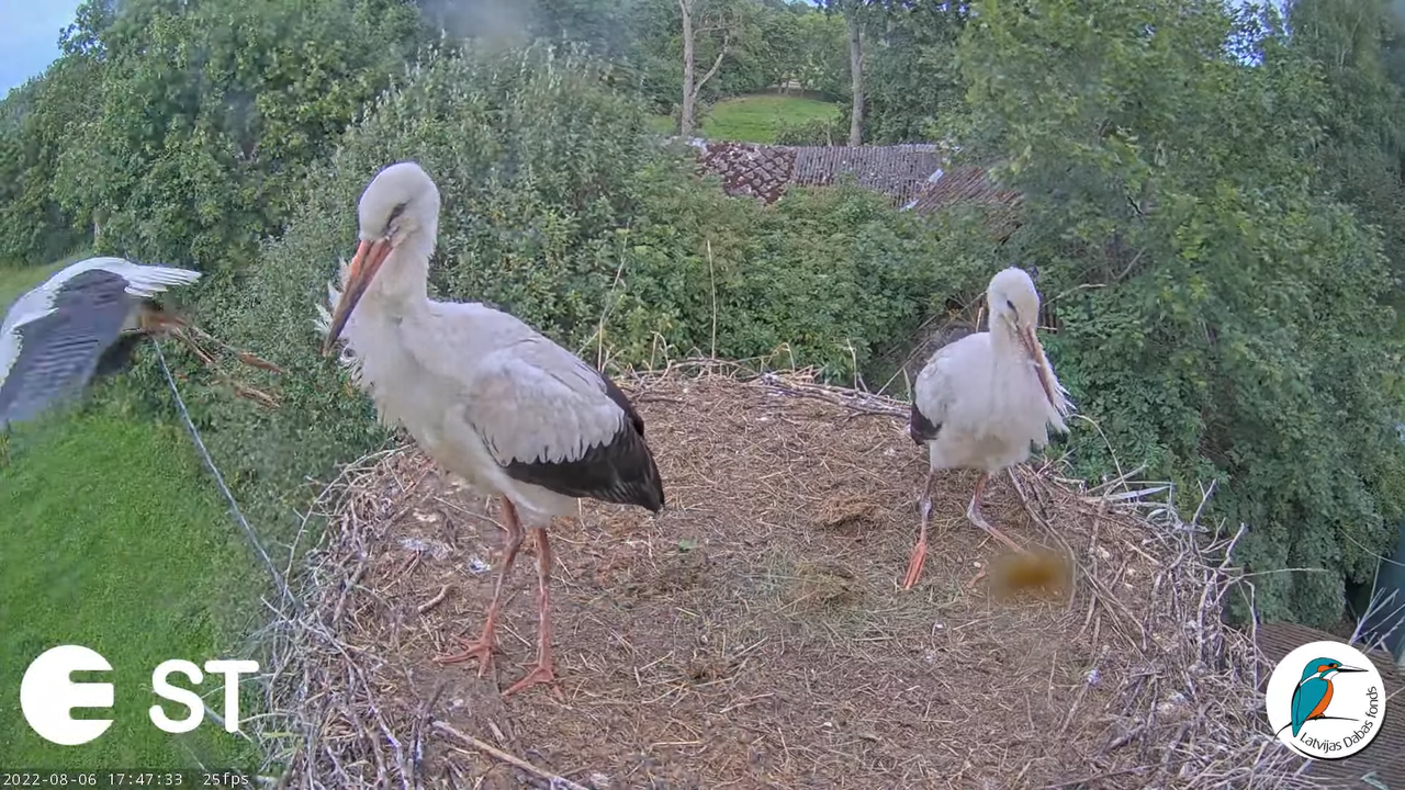 Baltie stārķi (Ciconia ciconia) Tukuma novadā - LDF tiešraide __ White storks in Tukums, Latvia 13-4