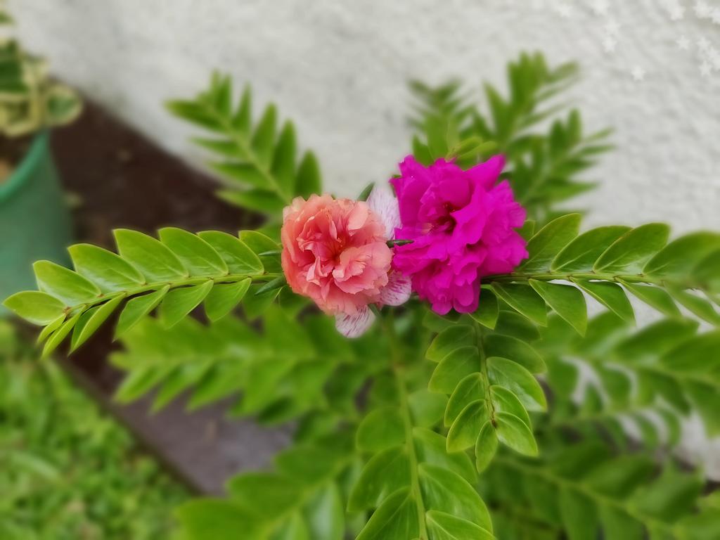 IMG-20181208-091119-Bokeh.jpg