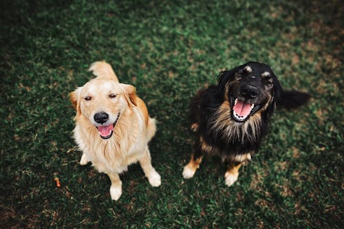 Durable Pet Food Storage