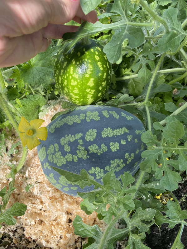 83528C36-5F5E-4871-B062-E8B51D0B3C75