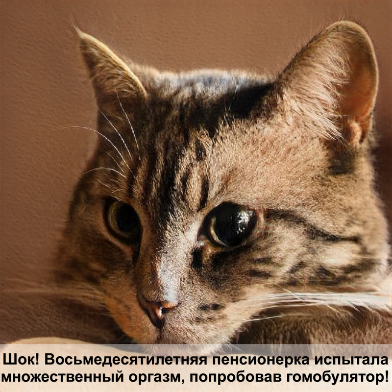 как выглядит стригущий лишай у кошек фото