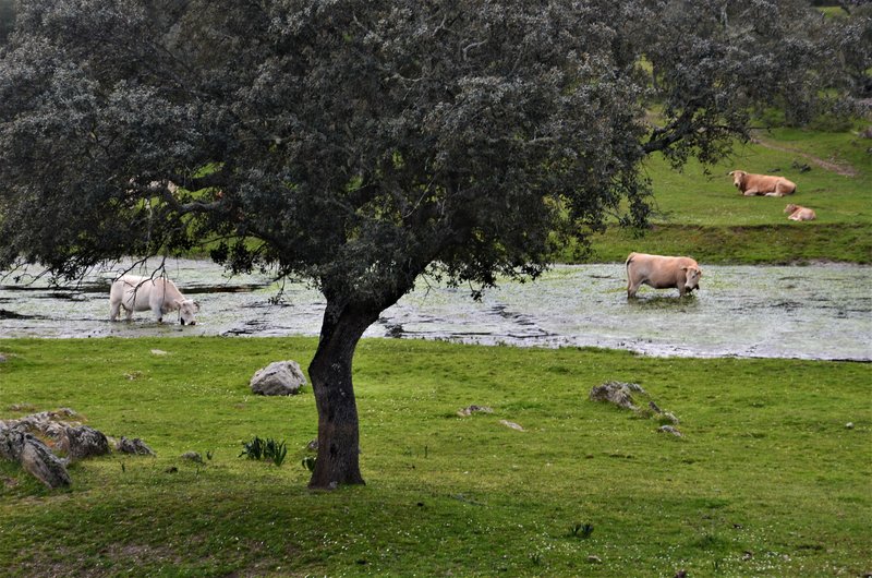 VALDEFUENTES-11-3-2021 - Extremadura y sus pueblos -2010-2023 (102)