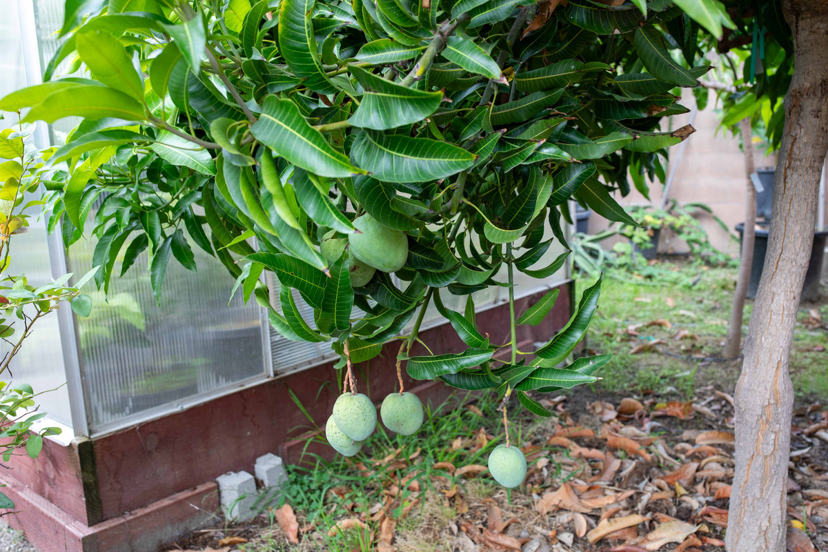 8U1A6865  Seacrest Mangoes Ripening on Tree (10-9-2023)