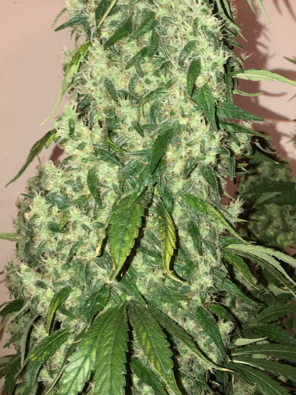 B05CF3A6-3EB2-47CE-B4D9-8384EB43525C