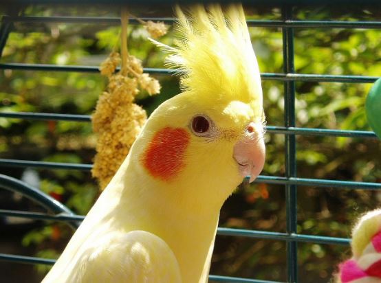 do cockatiels talk
