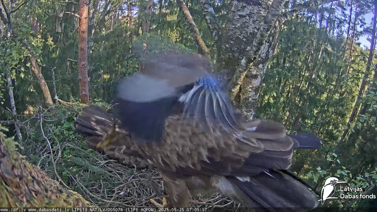 Mazais ērglis (Clanga pomarina), ligzda bērzā 8-43-3 screenshot