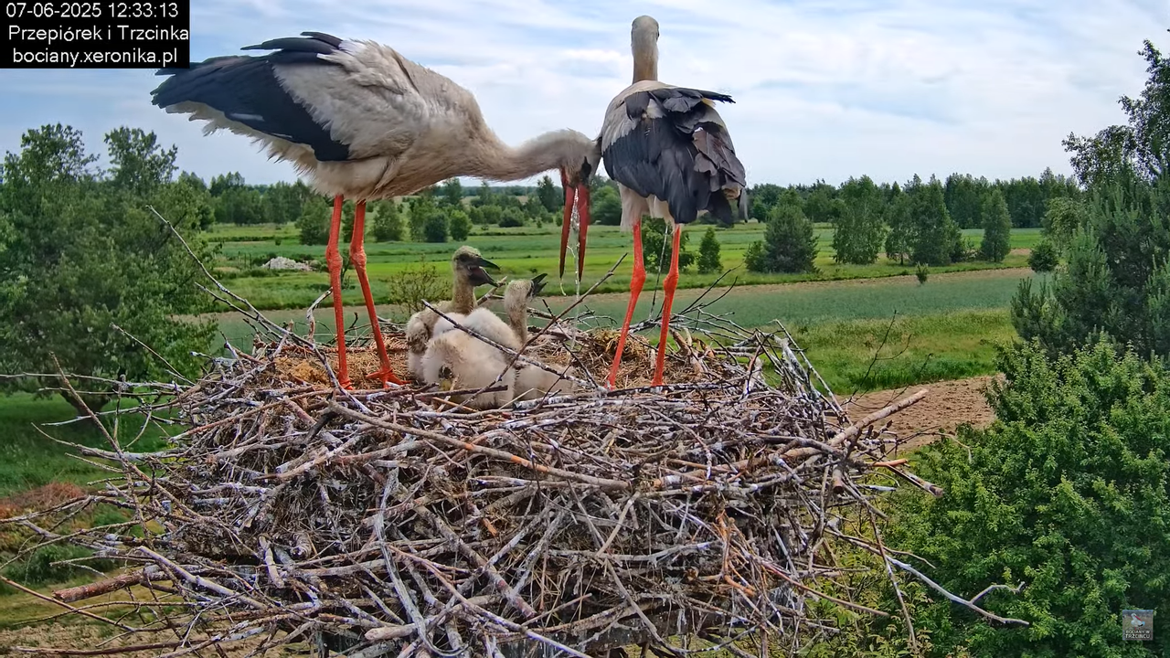 07062025bociany24