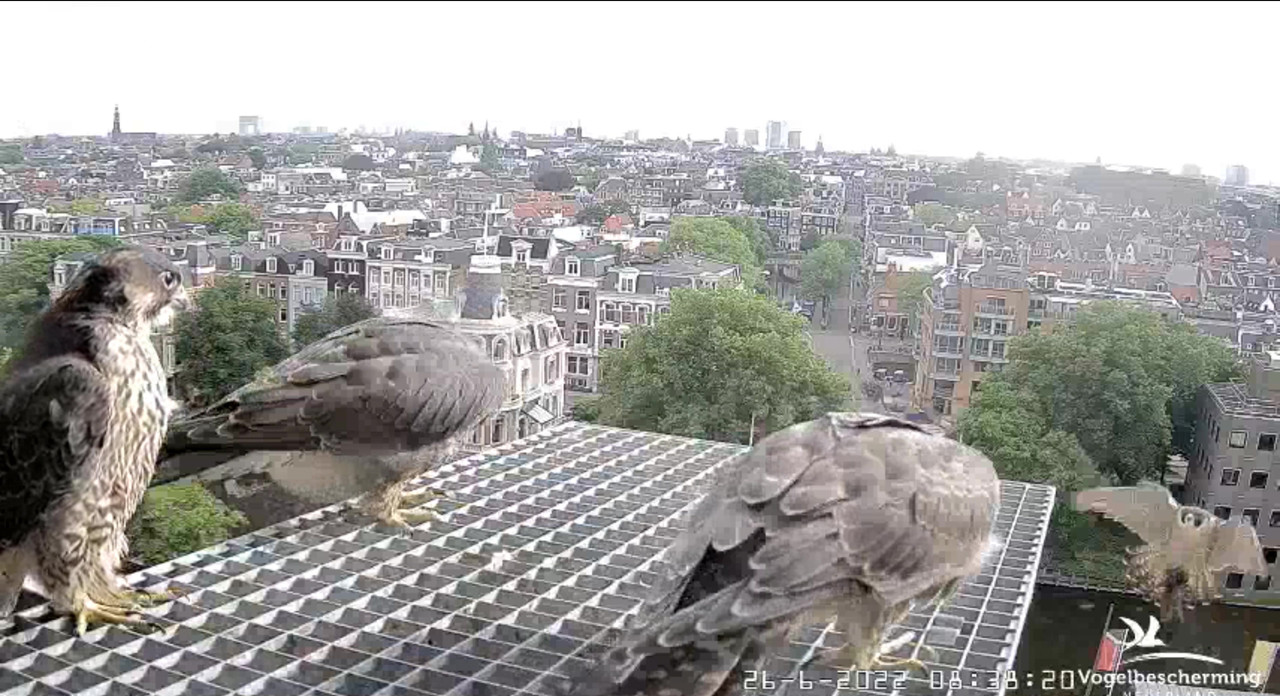 Amsterdam/Rijksmuseum screenshots © Beleef de Lente/Vogelbescherming Nederland - Pagina 33 Video-2022-06-26-084225-Moment-2