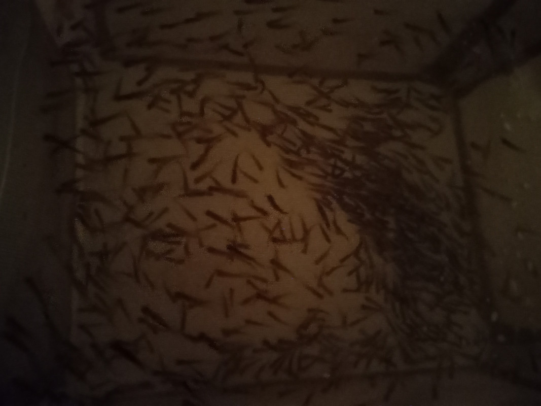 BNT Fry 1:08:22