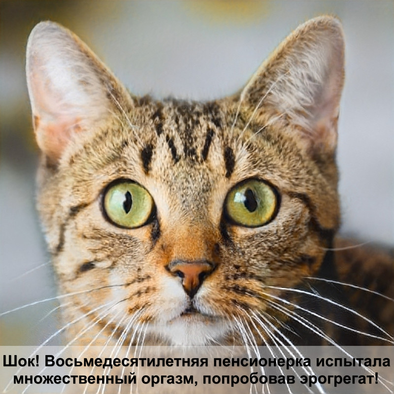 фото бенгальского котенка