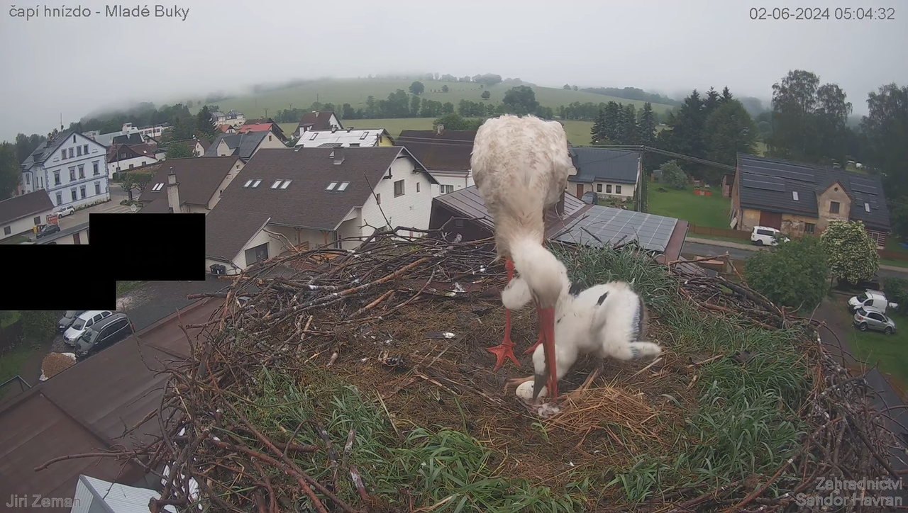 Tiešraides kamera — Mladé Buky — stārķa ligzda 10-26-32 screenshot