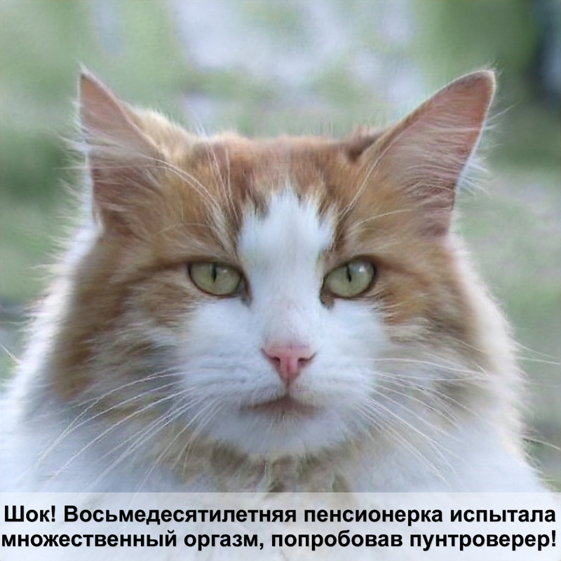 блохи у кошек