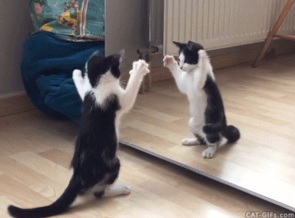 cat-in-mirror.gif