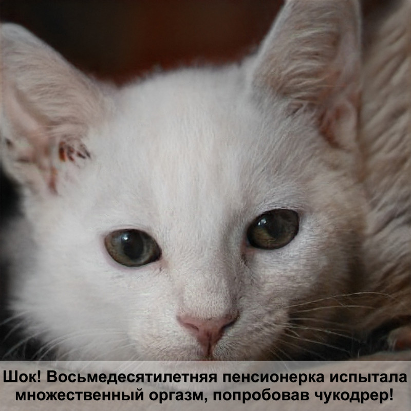 viyo для кошек инструкция