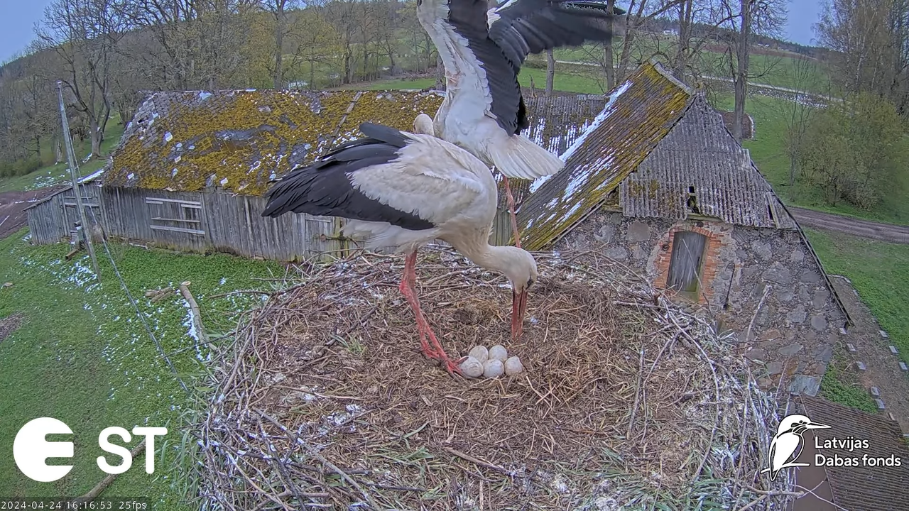 Baltie stārķi (Ciconia ciconia) Tukuma novadā - LDF tiešraide __ White storks in Tukums, Latvia 12-1