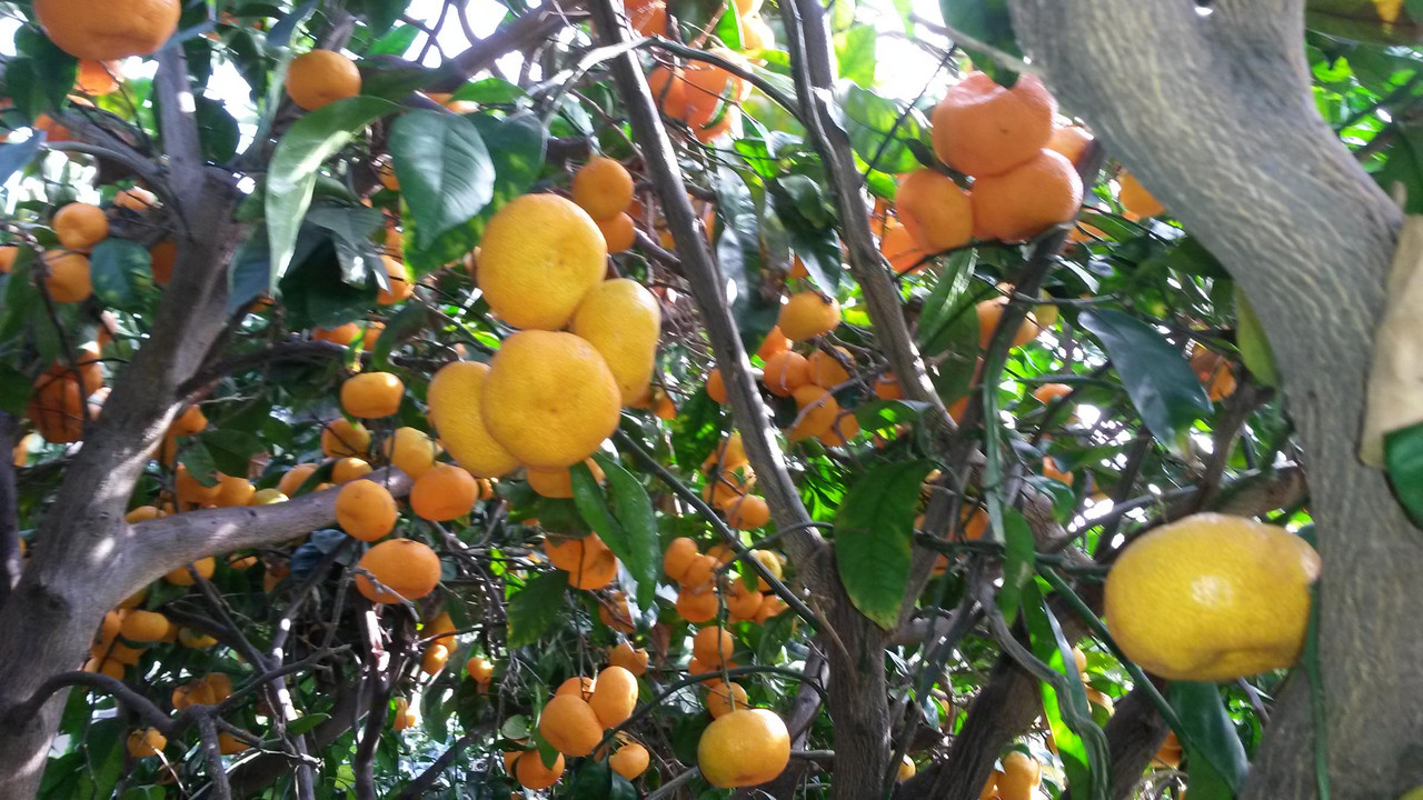 Mas-Sat-pic5(12-4-21)