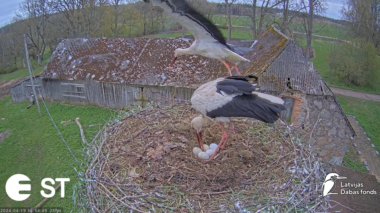 Baltie stārķi (Ciconia ciconia) Tukuma novadā - LDF tiešraide __ White storks in Tukums, Latvia 11-3