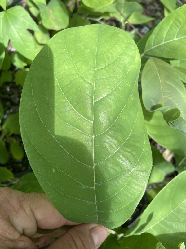 9907D293-20AB-4ECC-8813-19ACB74E6F4E