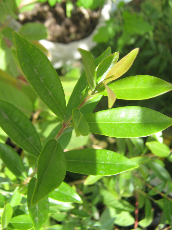 cerella_eugenia_involucrata--20151105T123758