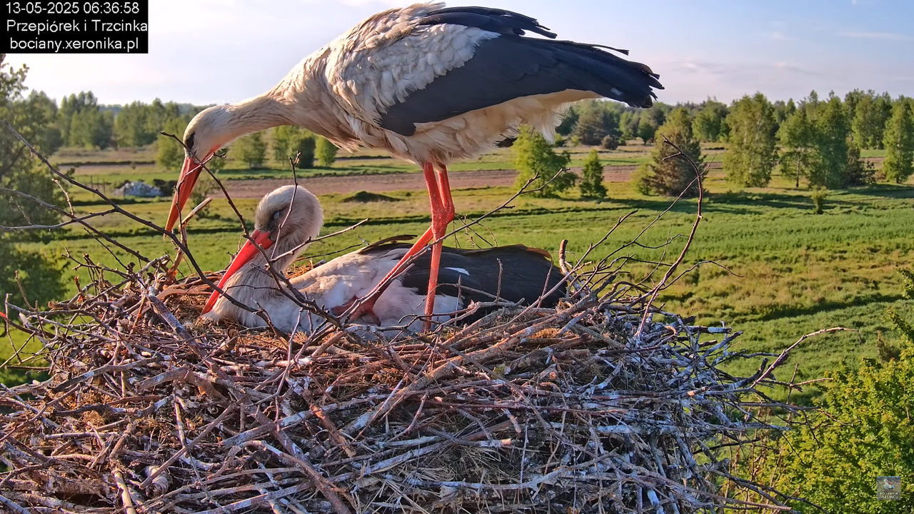 13052025bociany12