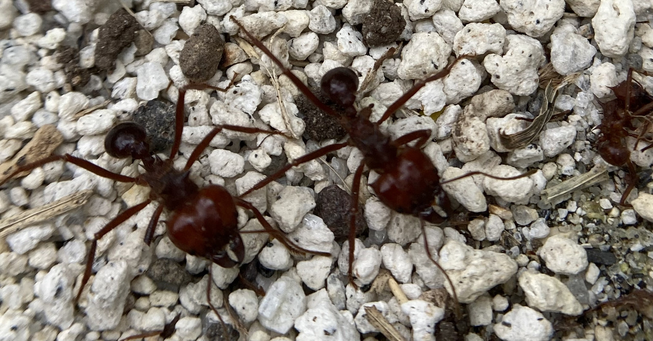 BA0E91D1-528A-48DA-A77C-94623B2C6608