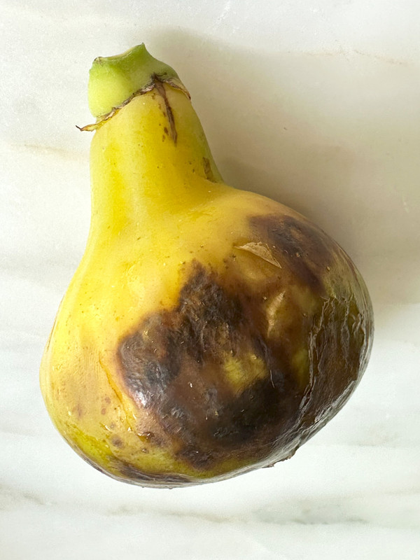 figs-66.jpg