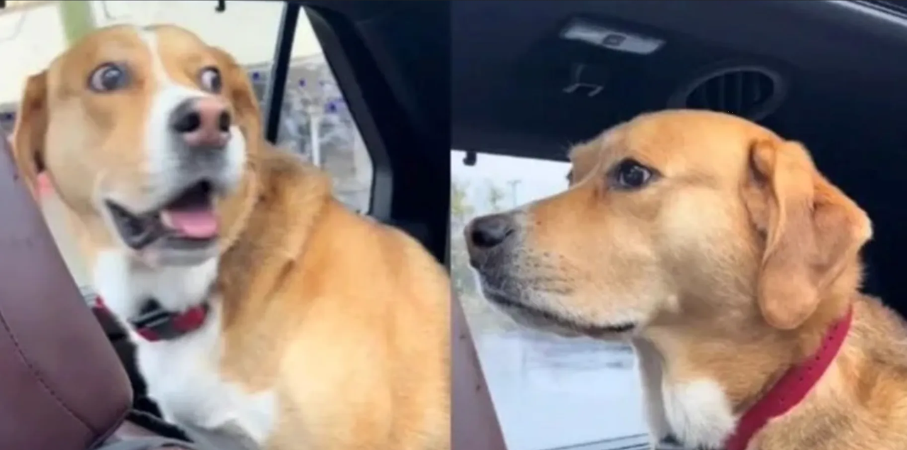 Increíble reacción de un lomito al descubrir que lo llevan al veterinario: video