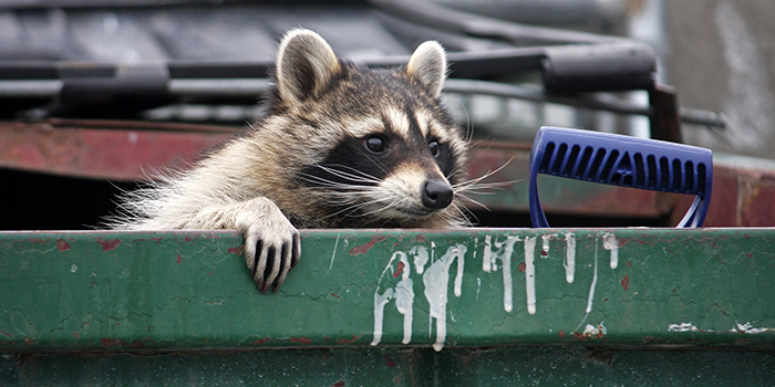 raccoon-in-garbage.jpg