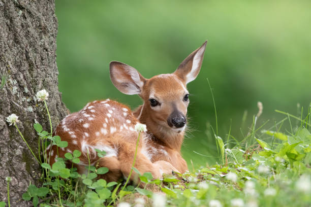 An den Beitrag angehängtes Bild: https://i.postimg.cc/mksq9Xm3/istockphoto-1487098162-612x612-(1).jpg