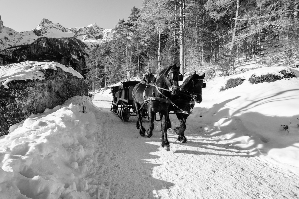 blacknwhitehorsedrawncarriage.jpg