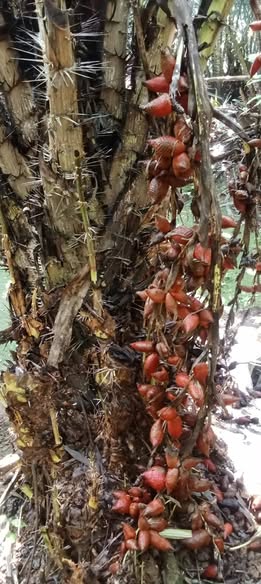 593239447 2151641002035199 3855817595380441053 n