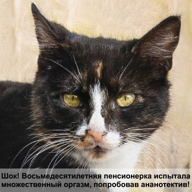 британская кошка окрас шиншилла