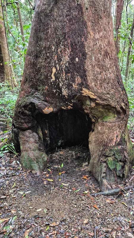 …a hollow tree…