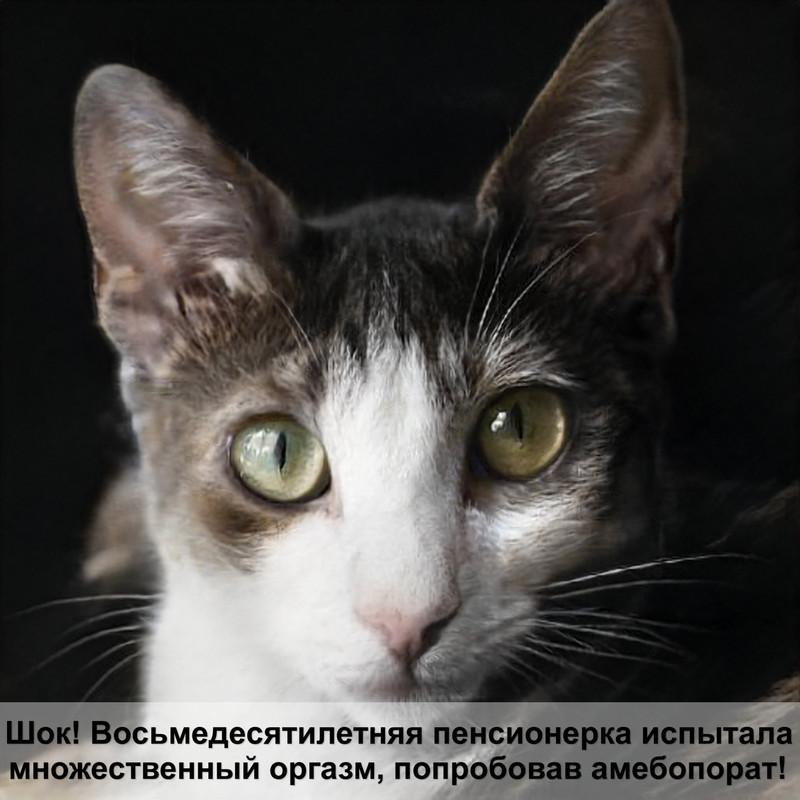 игрушки для кошек