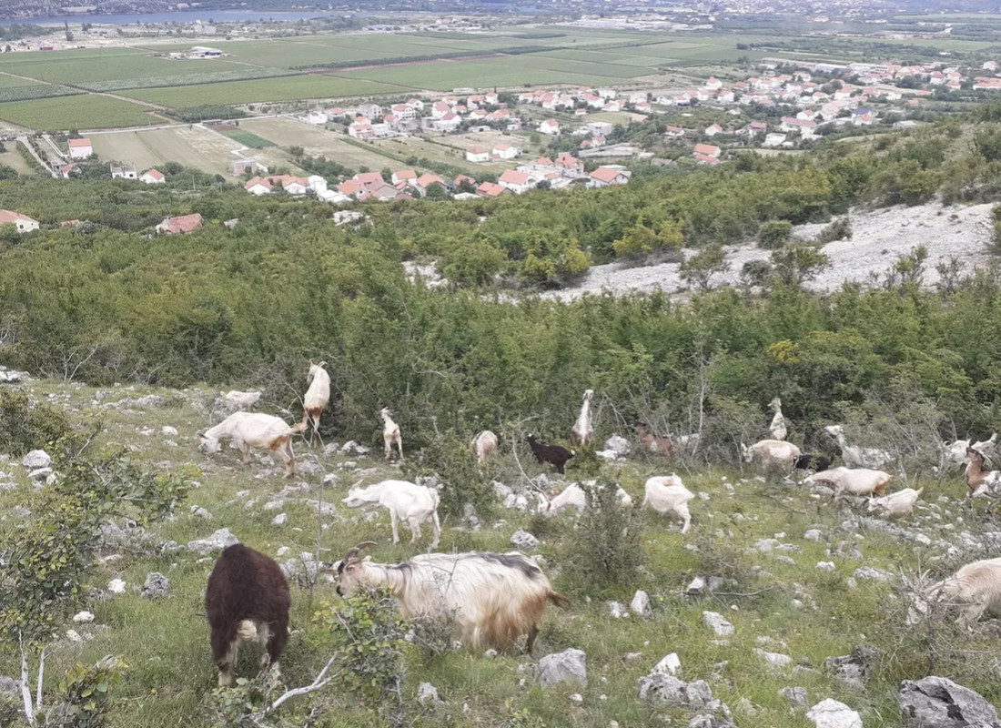 slika