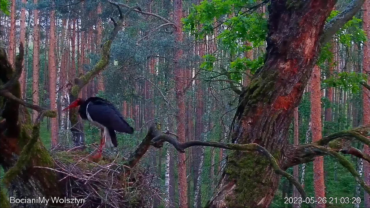 Zrzut ekranu (14435)