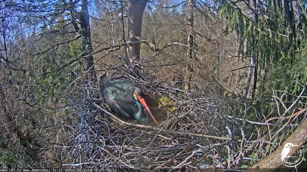 Melnais stārķis (Ciconia nigra) Siguldas novadā - LDF tiešraide 9-50-52 screenshot