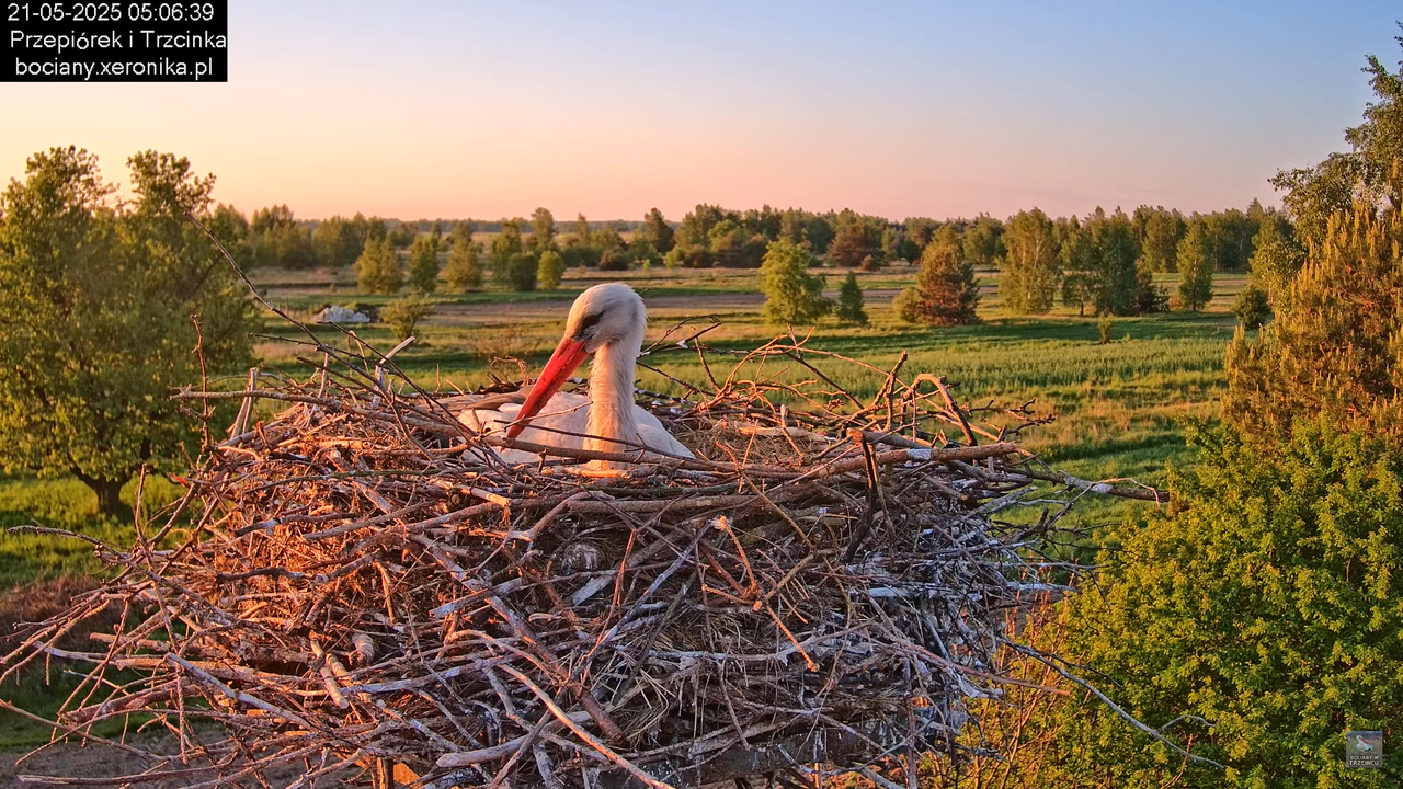 21052025bociany5